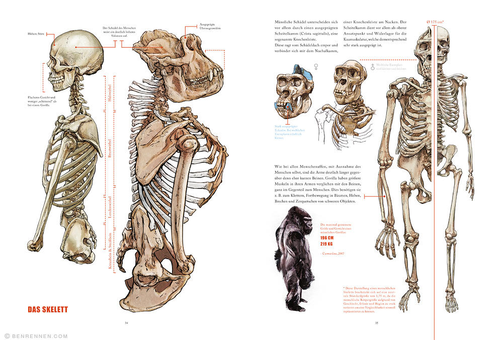 GORILLA - a non-fiction book | Gestalten